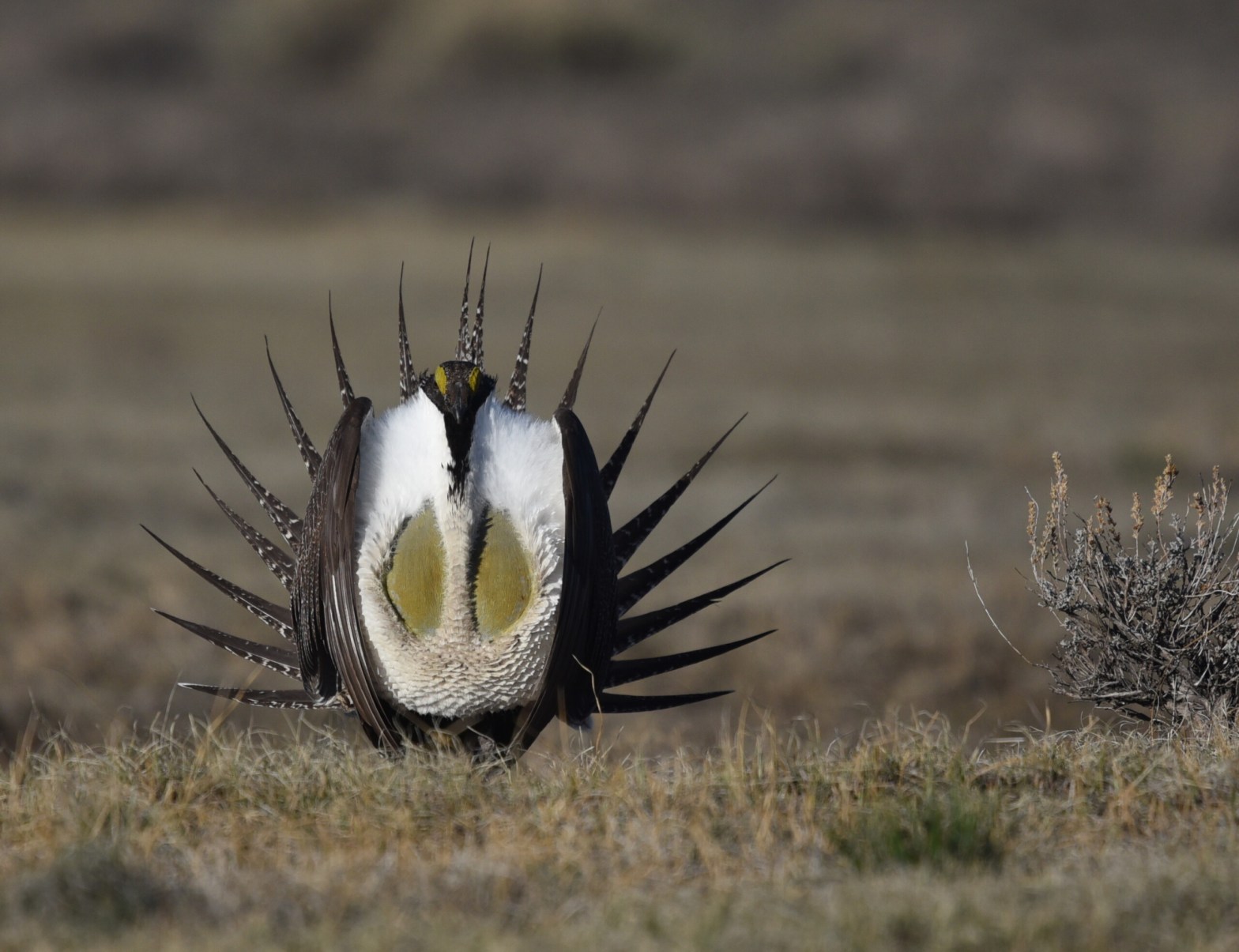 A greater sage-grouse